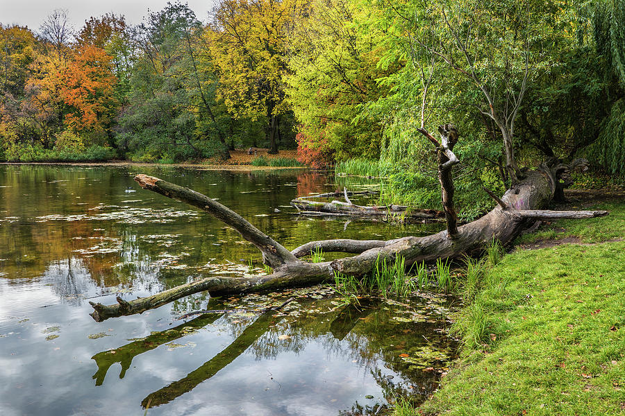 Fallen Tree By The Lake Photograph by Artur Bogacki