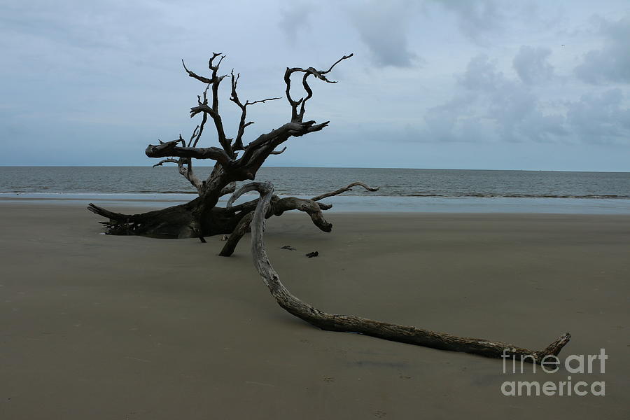 Fallen Tree Photograph by Christiane Schulze Art And Photography