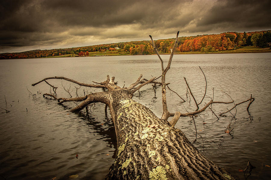 Fallen Tree, Fall Colors Photograph by Rich Isaacman