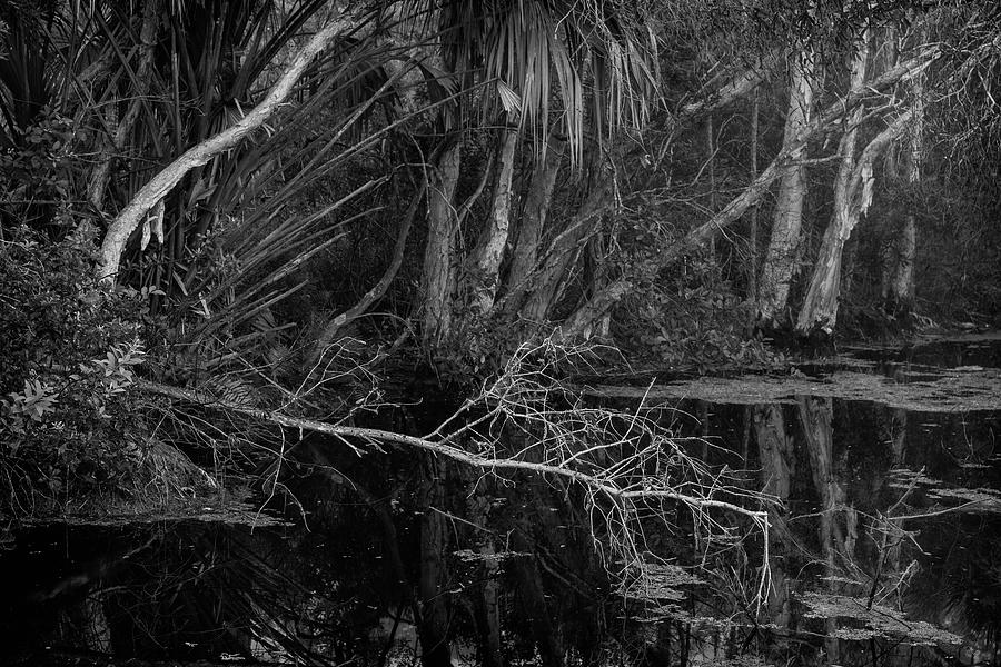 Fallen Tree Photograph by Fran Gallogly