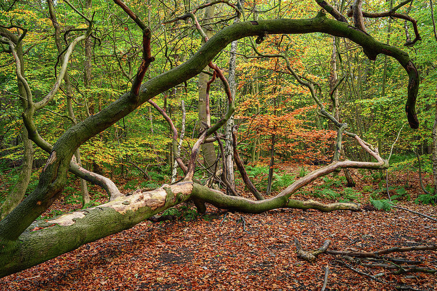 Fallen Tree in Gosforth Park Wood Photograph by David Head - Fine Art ...