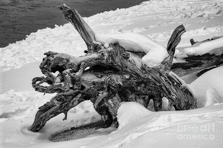 Fallen Tree in Yellowstone 2 Photograph by Bob Phillips