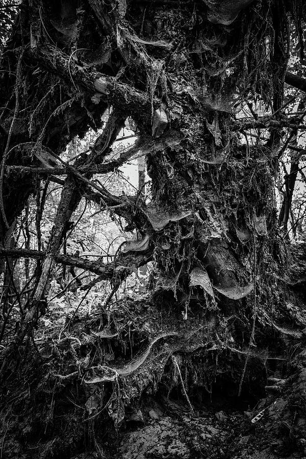 Fallen Tree Nature Abstract Photograph by Artur Bogacki