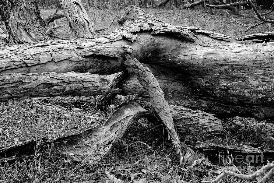 Fallen Tree on Del Mar Farm 2 Photograph by Bob Phillips