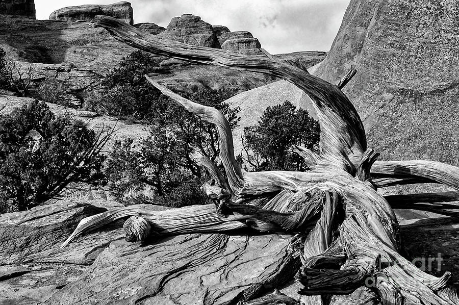 Fallen Tree on Devils Garden Trail 2 Photograph by Bob Phillips