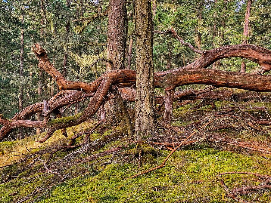 Fallen Tree on Turtleback Mtn Photograph by Jerry Abbott