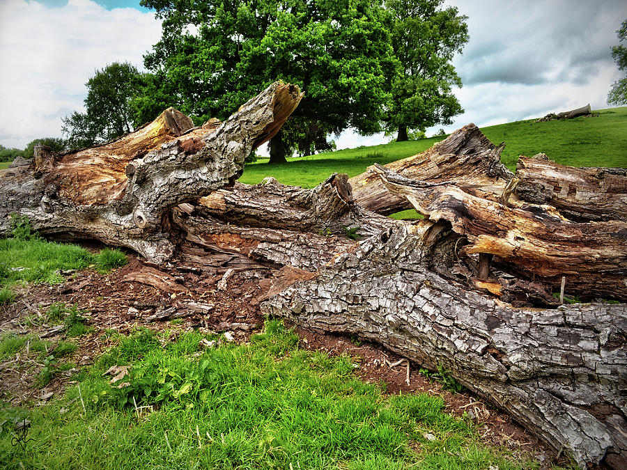 Fallen Tree Photograph by Pennie McCracken