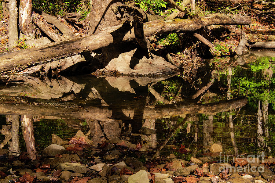 Fallen Tree Reflection Photograph by Bob Phillips