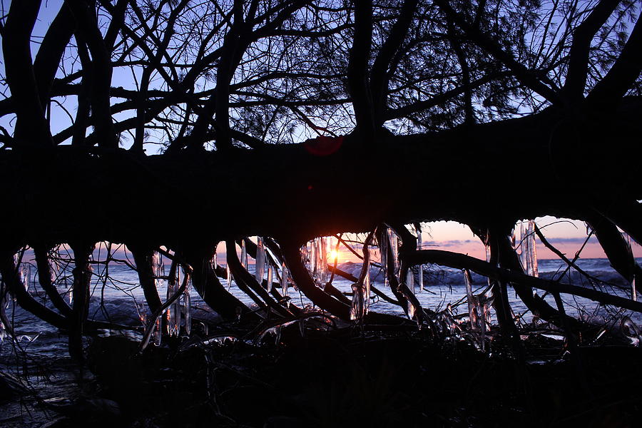 Fallen Tree Silhouette Photograph