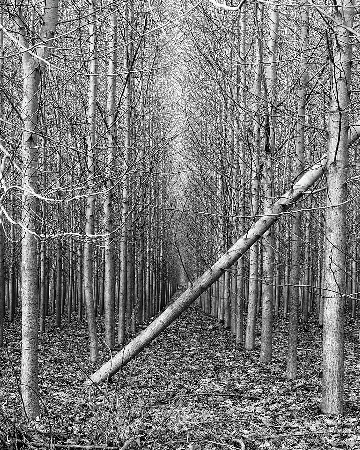 Fallen tree Photograph by Stephen Holst