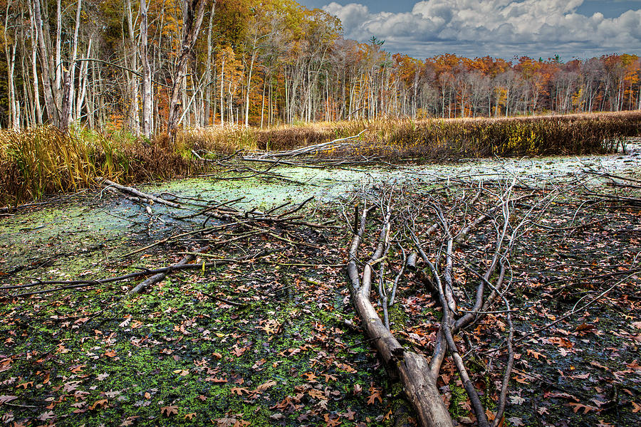 Fallen Tree Trunk In A Woodland Marsh Photograph
