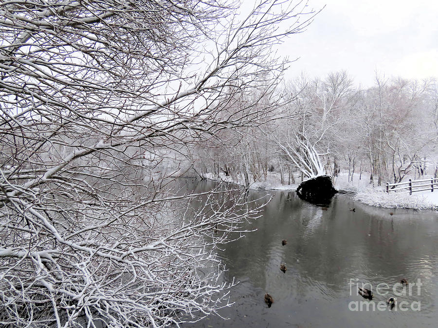 Winter Photograph - Fallen tree winter  by Janice Drew