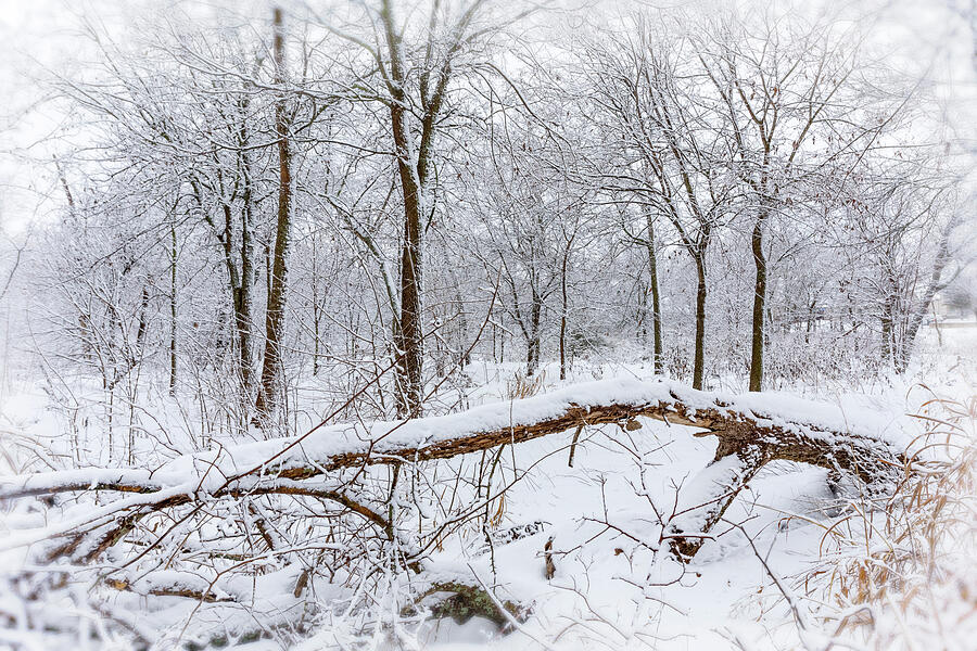 Fallen Tree with Snow Photograph by Kelley King Fallen Tree with Snow Photograph by Kelley King