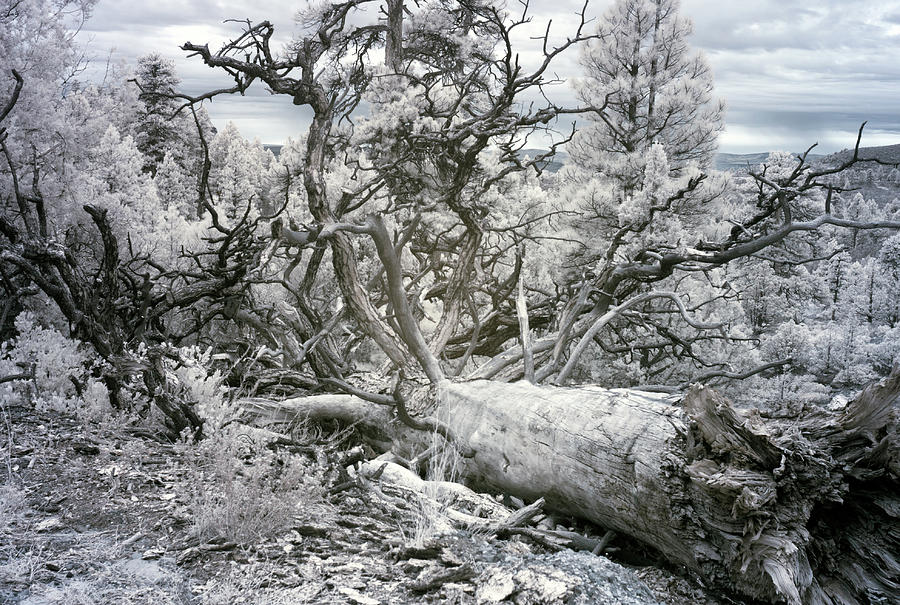 Fallen Tree. Zion National Park. Photograph by Eugene Nikiforov