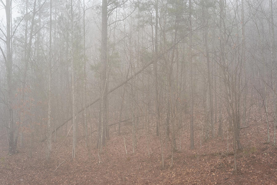 Fallen Trees Photograph by Joni Eskridge