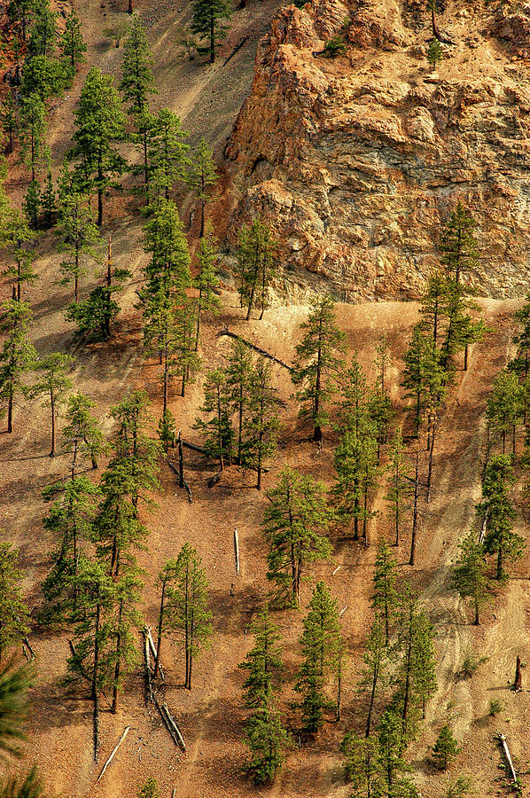 Fallen Trees, Thompson Canyon, Canada Photograph by Mark Llewellyn