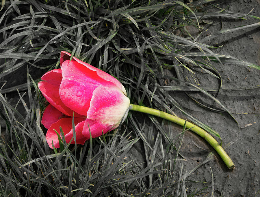 Fallen Tulip Photograph by Jean Noren