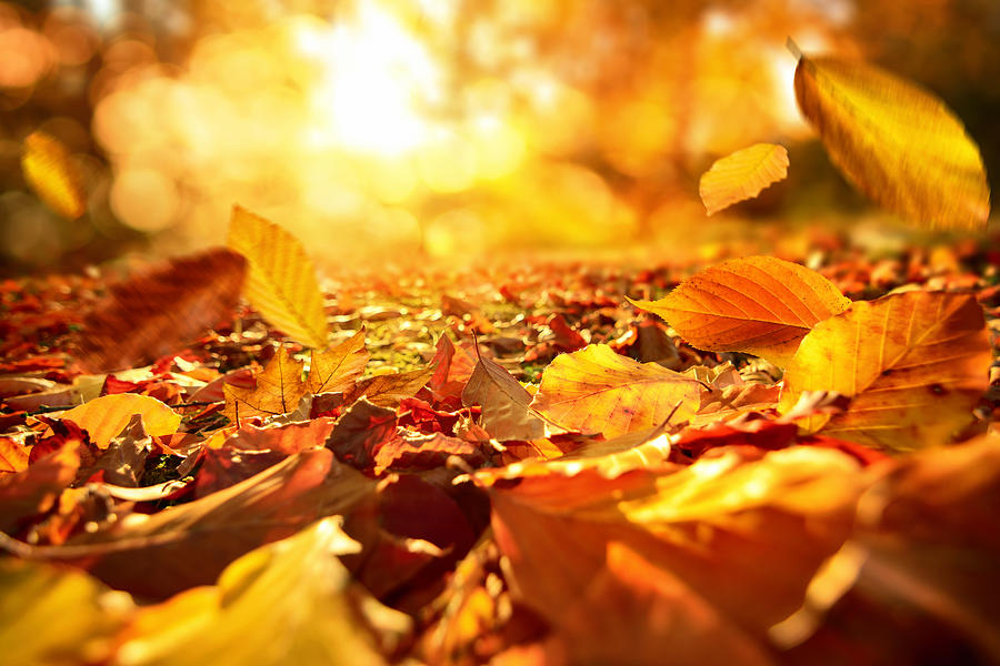 Falling Autumn leaves in lively sunlight Photograph by Smileus