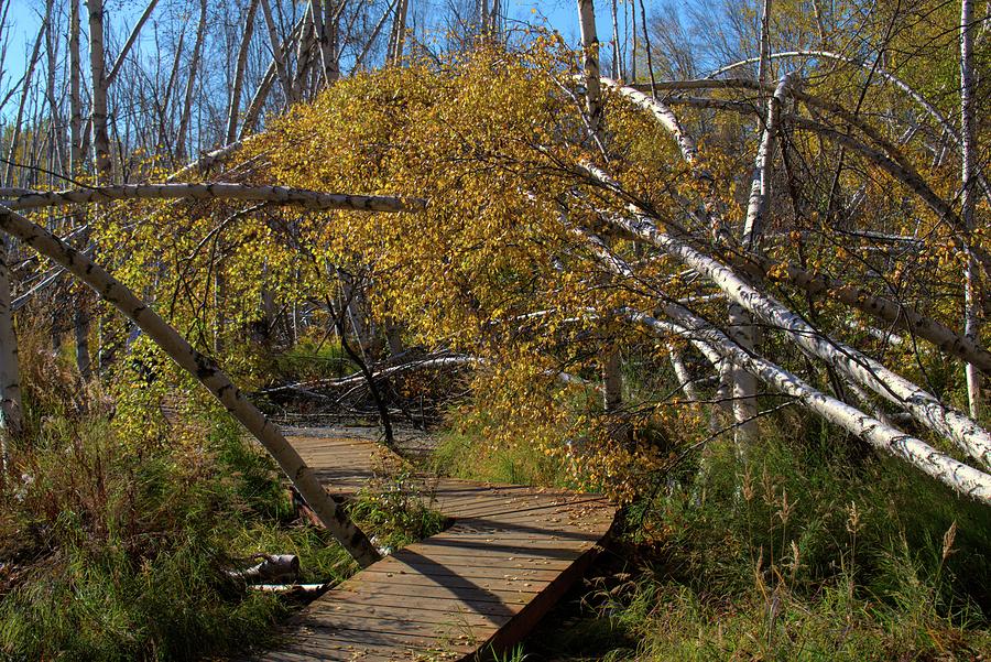 Falling Birch Trees - Creamers Field Photograph
