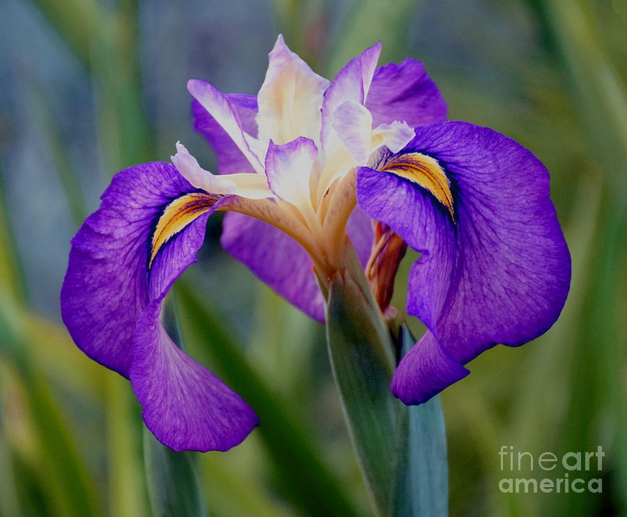Falling for an Iris Photograph by Sea Change Vibes