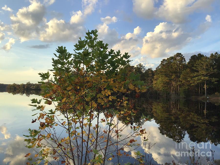 Johnson Millpond - Virginia Falling in Love 1 Photograph by Catherine Wilson