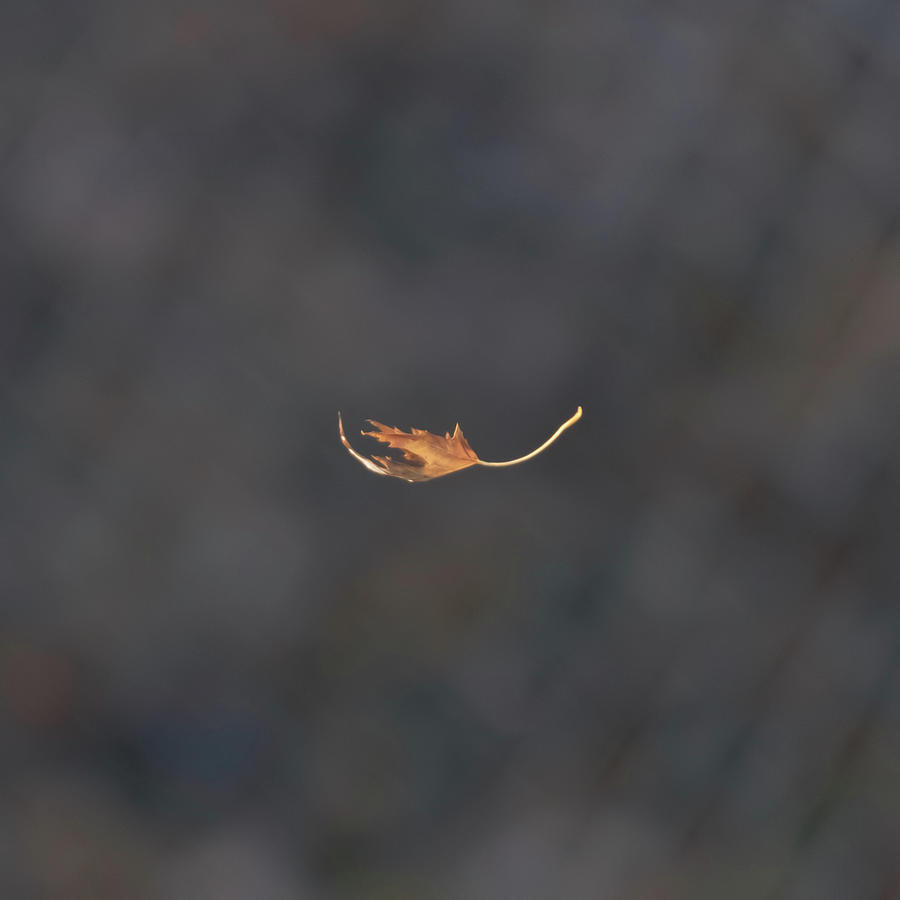 Falling Leaf Photograph by William Bretton