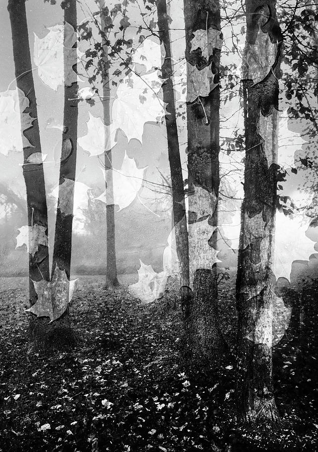 Falling Leaves Black and White II Photograph by Debra and Dave Vanderlaan