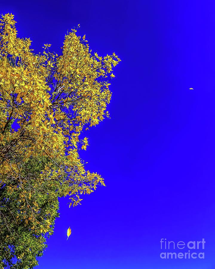 Falling Leaves Photograph by Jon Burch Photography