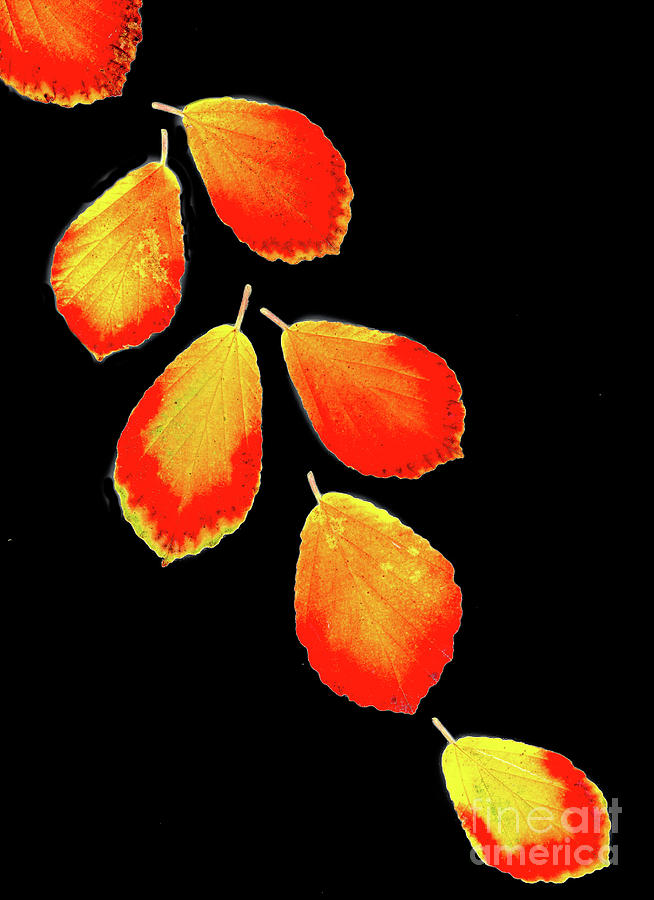 Falling Leaves Photograph by Marilyn Cornwell
