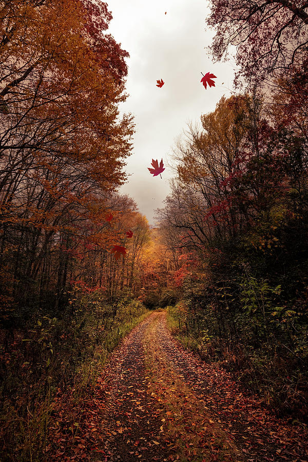 Falling Leaves on the Trail in Deep Colors Photograph by Debra and Dave Vanderlaan