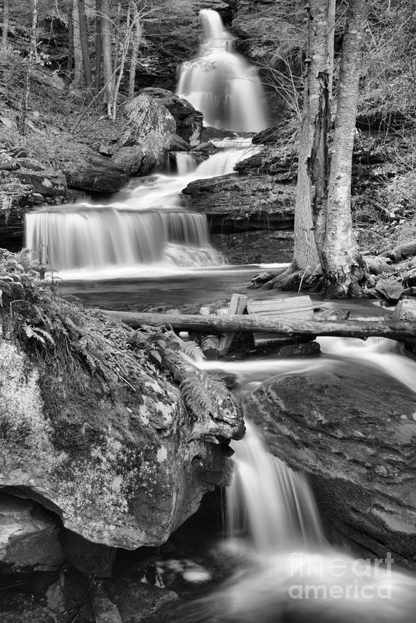 Falling Through The PA Forest Black And White Photograph by Adam Jewell