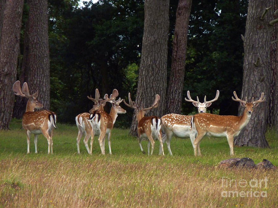 Summer Photograph - Fallow Bucks in Summer by Phil Banks