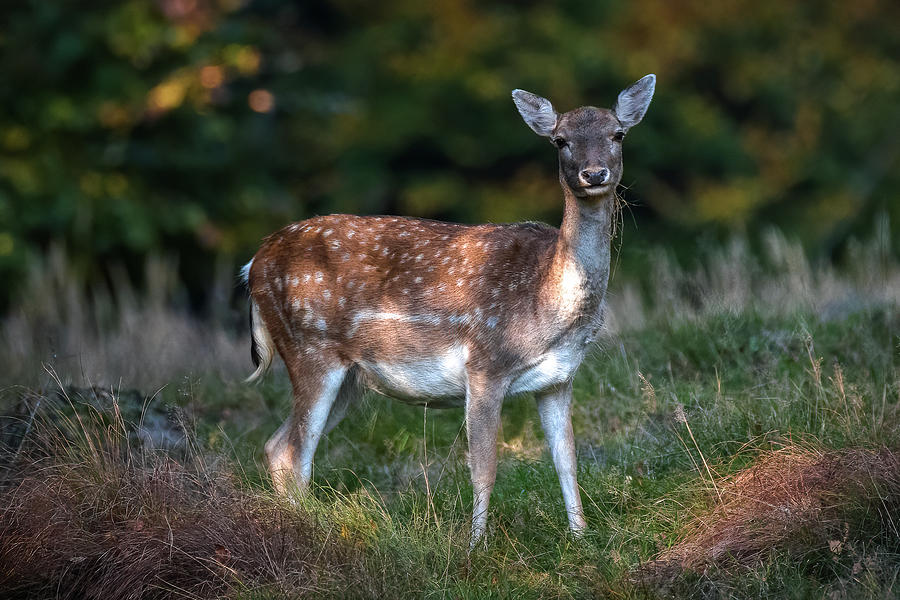 Wildlife Photograph - Fallow Deer 3 by Inerro Land
