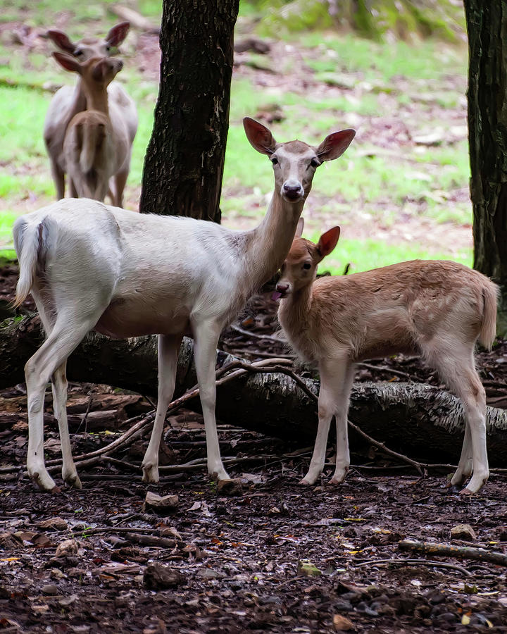 Fallow Deer And Young 002 Photograph by Flees Photos