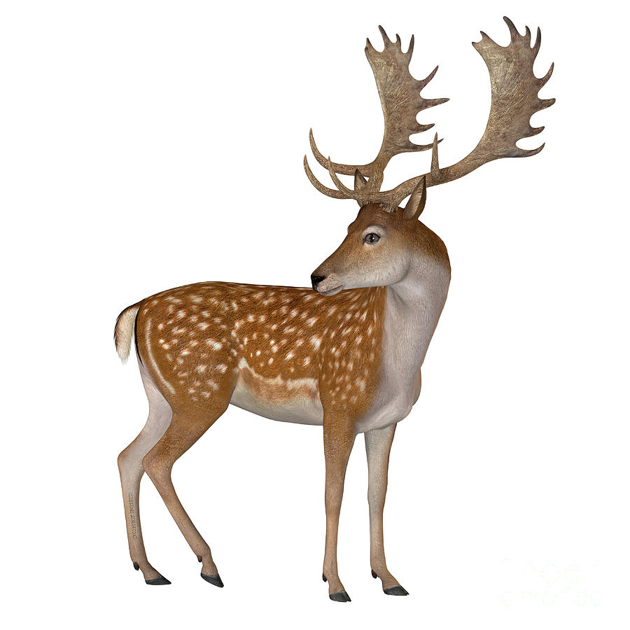 Fallow Deer Buck  Digital Art by Corey Ford