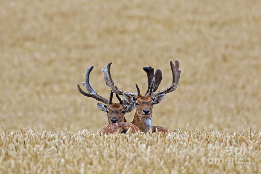 Fallow Deer Bucks In Summer Cornfield Photograph