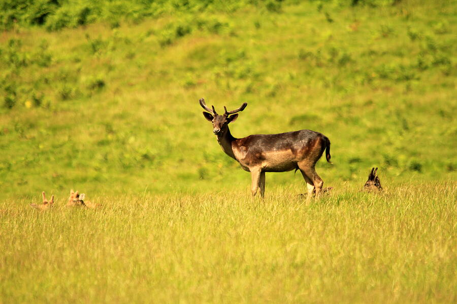 Fallow Deer (Dama dama) Photograph by David Pardoe Fallow Deer (Dama dama) Photograph by David Pardoe