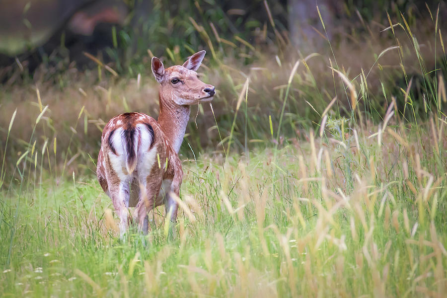 Fallow deer - Dama dama Photograph by Jivko Nakev