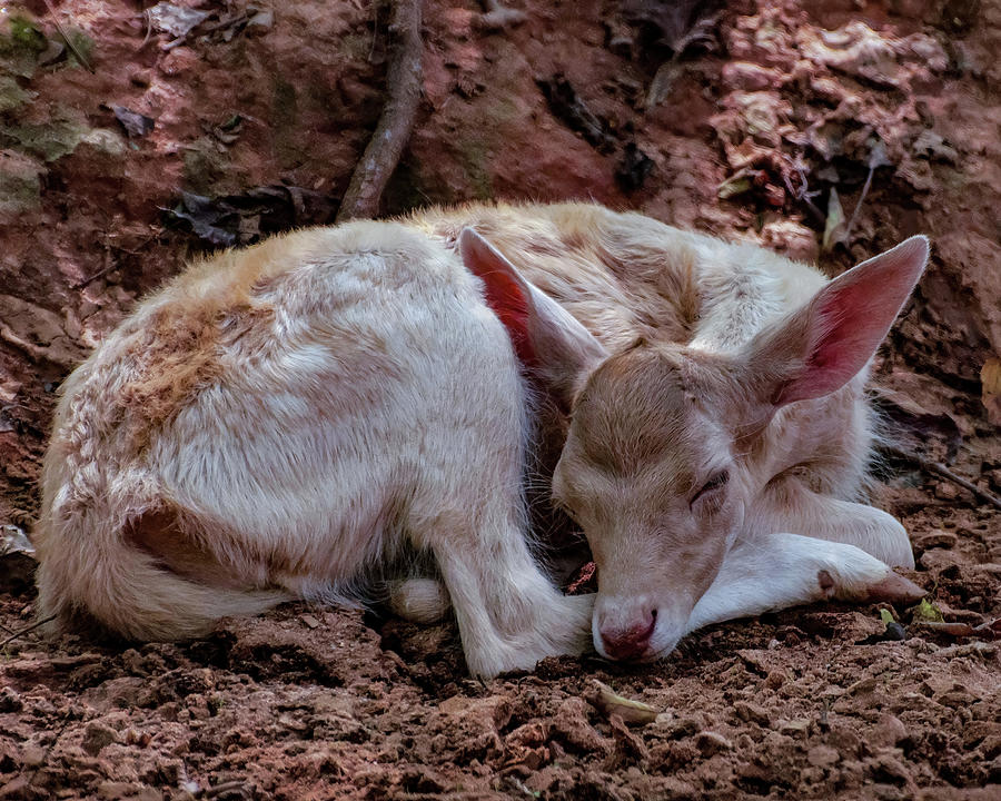 Fallow Deer Fawn Sleeping Photograph by Flees Photos