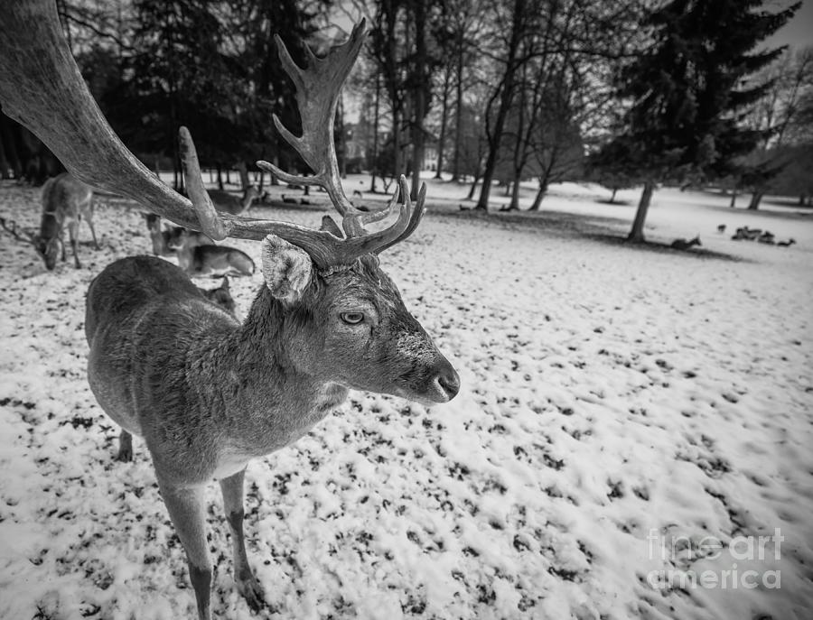 Fallow Deer in Winter Photograph by Eva Lechner