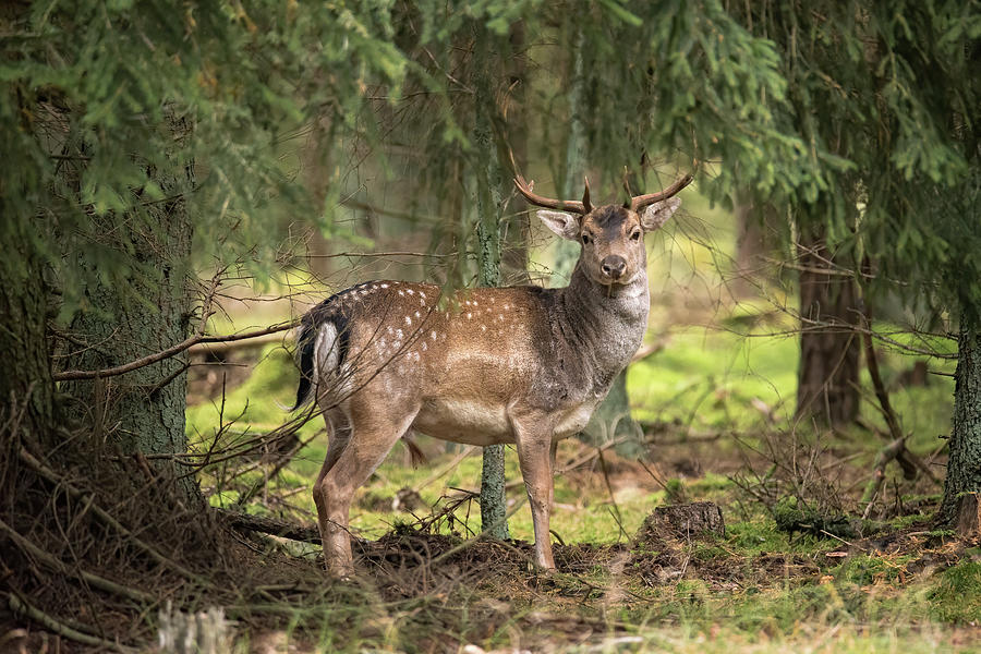 Wildlife Photograph - Fallow Deer by Inerro Land