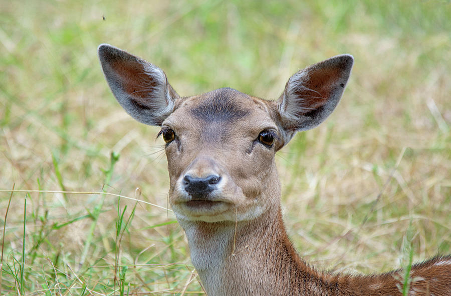 Fallow Deer Portrait Photograph by Gareth Parkes