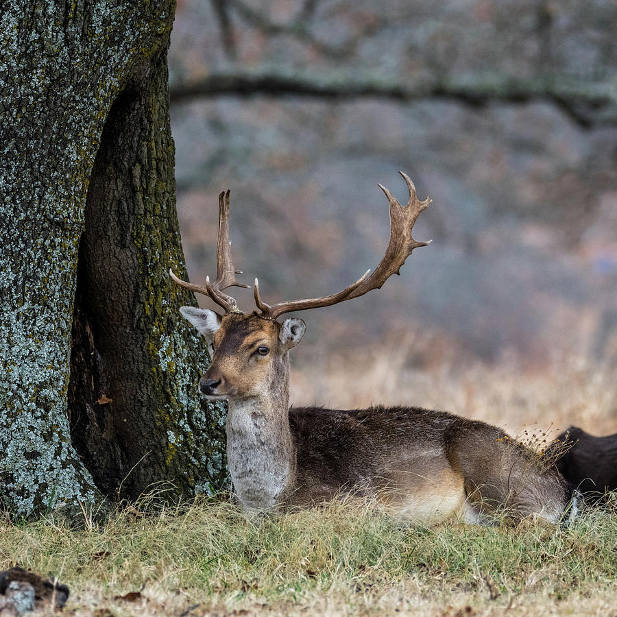 Fallow Deer Resting at Woolaroc Photograph by Debra Martz