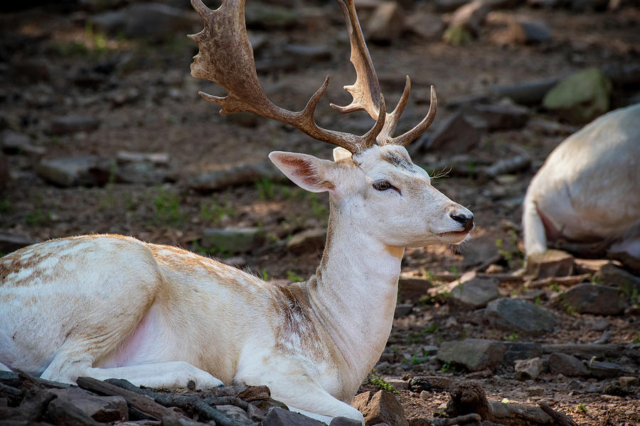 Fallow Deer Photograph by Rose Guinther