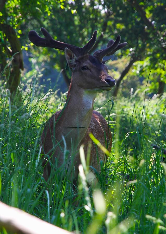 Deer Photograph - Fallow Deer Stag by Brittney Powers