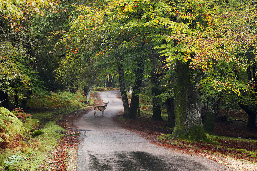 Fallow deer stag crossing the road. Photograph by James Osmond