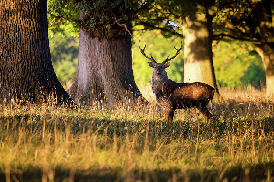 Fallow Deer Stag in early Autumn Photograph by Anita Nicholson