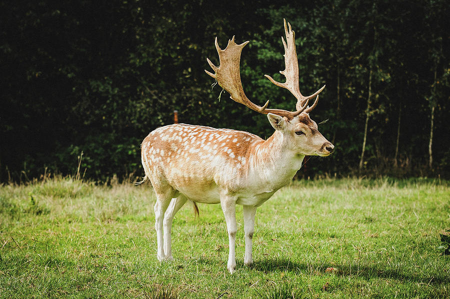 Fallow Deer Stag in Woods Photograph by Running Brook Galleries - Fine ...