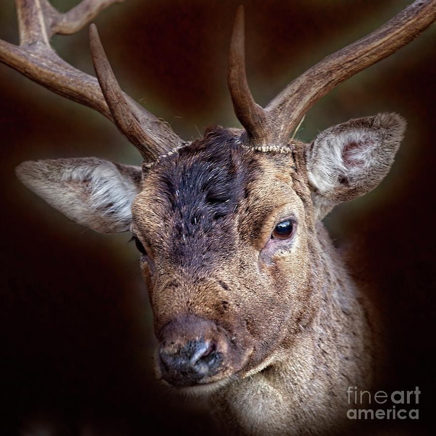 Fallow Deer Stag Portrait Photograph by Martyn Arnold