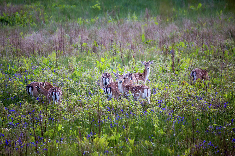 Fallow Deer with bluebells at dusk Photograph by Anita Nicholson